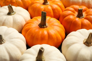 Photo of Many white and orange pumpkins as background, closeup