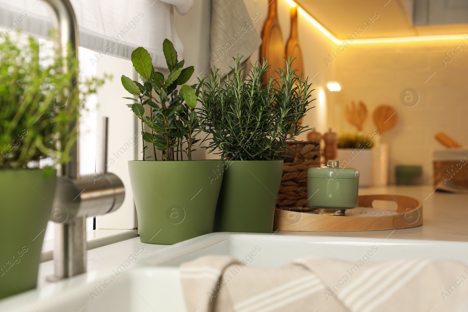 Photo of Different aromatic potted herbs on countertop in kitchen