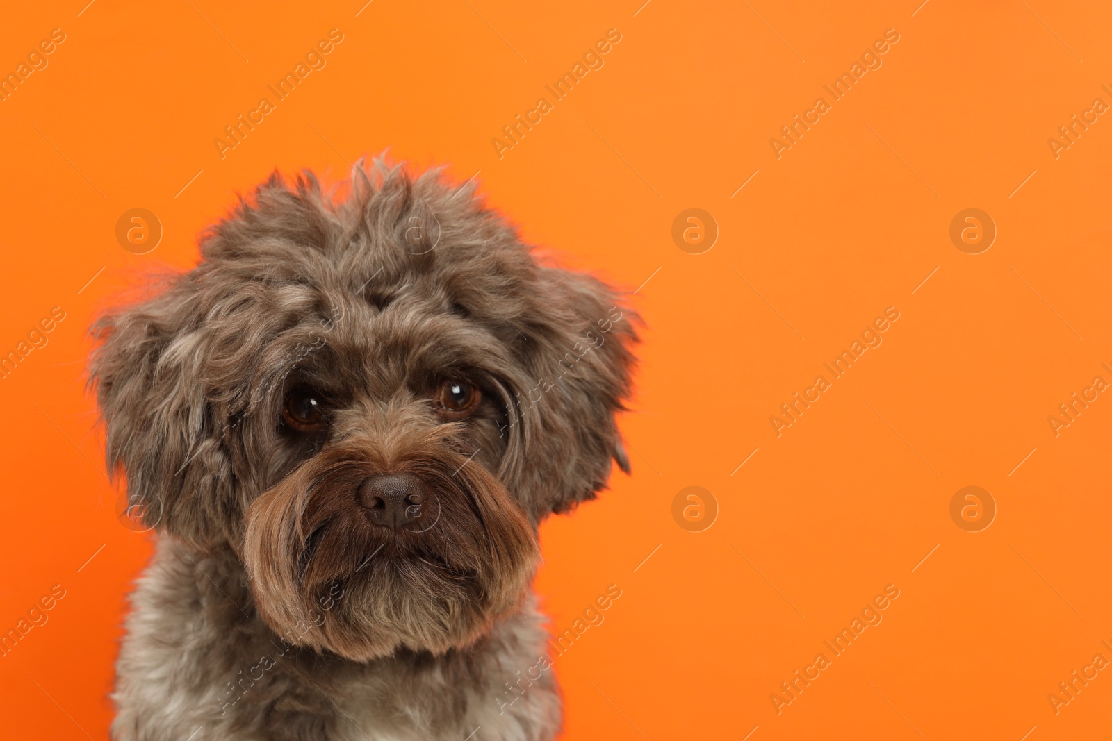 Photo of Cute Maltipoo dog on orange background, space for text. Lovely pet