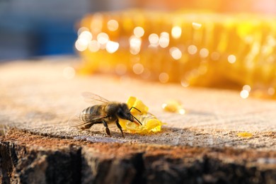 Photo of Small piece of fresh honeycomb with bee on wood stump against blurred background, closeup