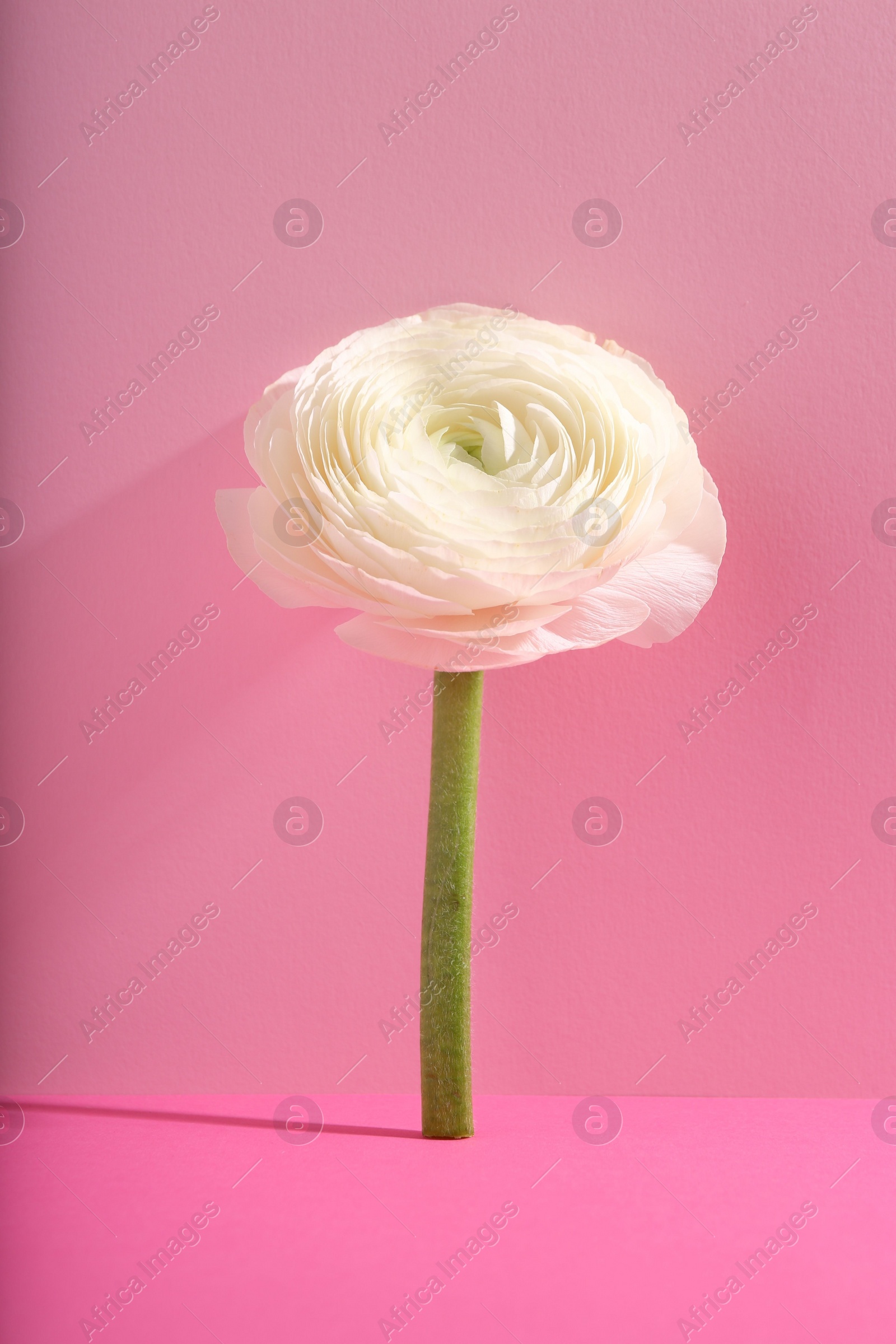 Photo of Beautiful white ranunculus flower on pink background