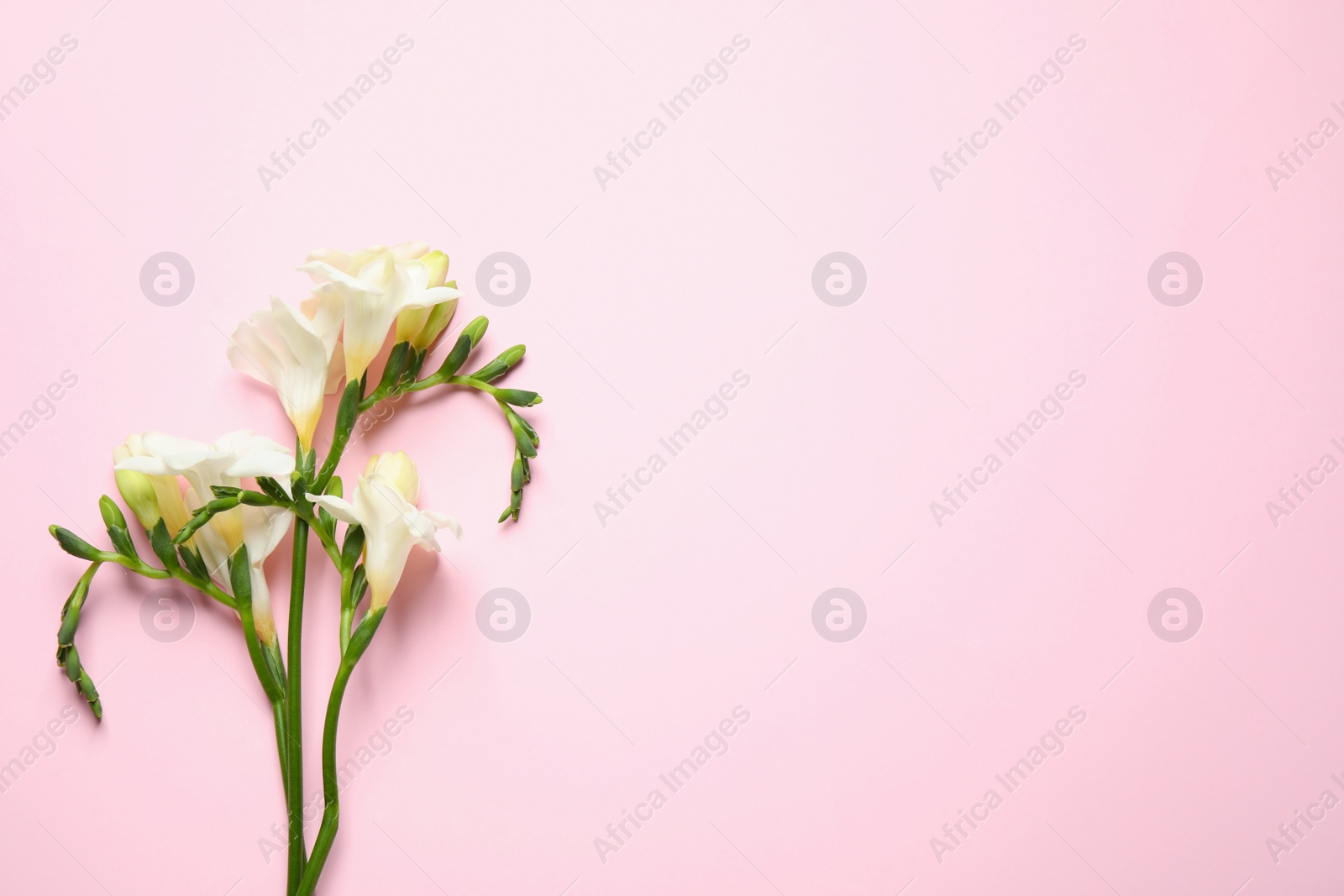 Photo of Beautiful freesia flowers on light pink background, top view. Space for text