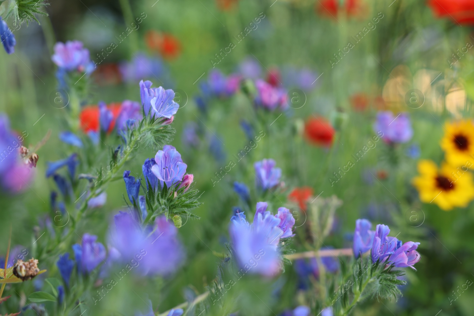 Photo of Beautiful blue wild flowers growing in field, closeup