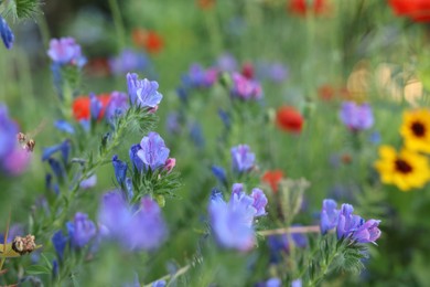 Beautiful blue wild flowers growing in field, closeup