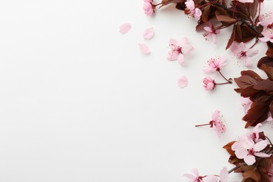 Photo of Spring season. Beautiful blossoming tree branch, flowers and petals on white background, flat lay. Space for text