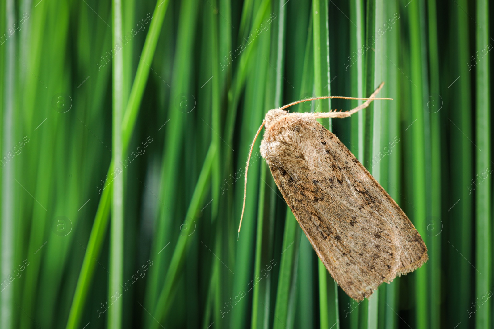 Photo of Paradrina clavipalpis moth on green grass outdoors, space for text