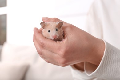 Photo of Woman holding cute little hamster indoors, closeup