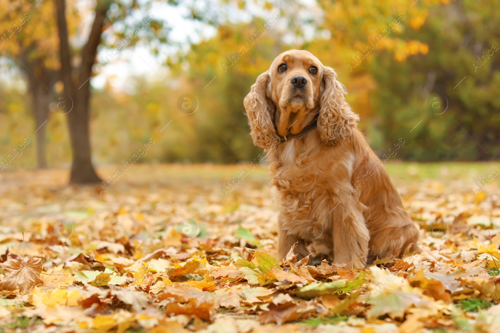 Photo of Cute Cocker Spaniel in park. Autumn walk