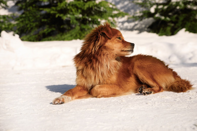 Photo of Cute dog outdoors on snowy winter day