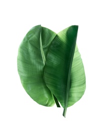 Photo of Fresh green banana leaves on white background. Tropical foliage