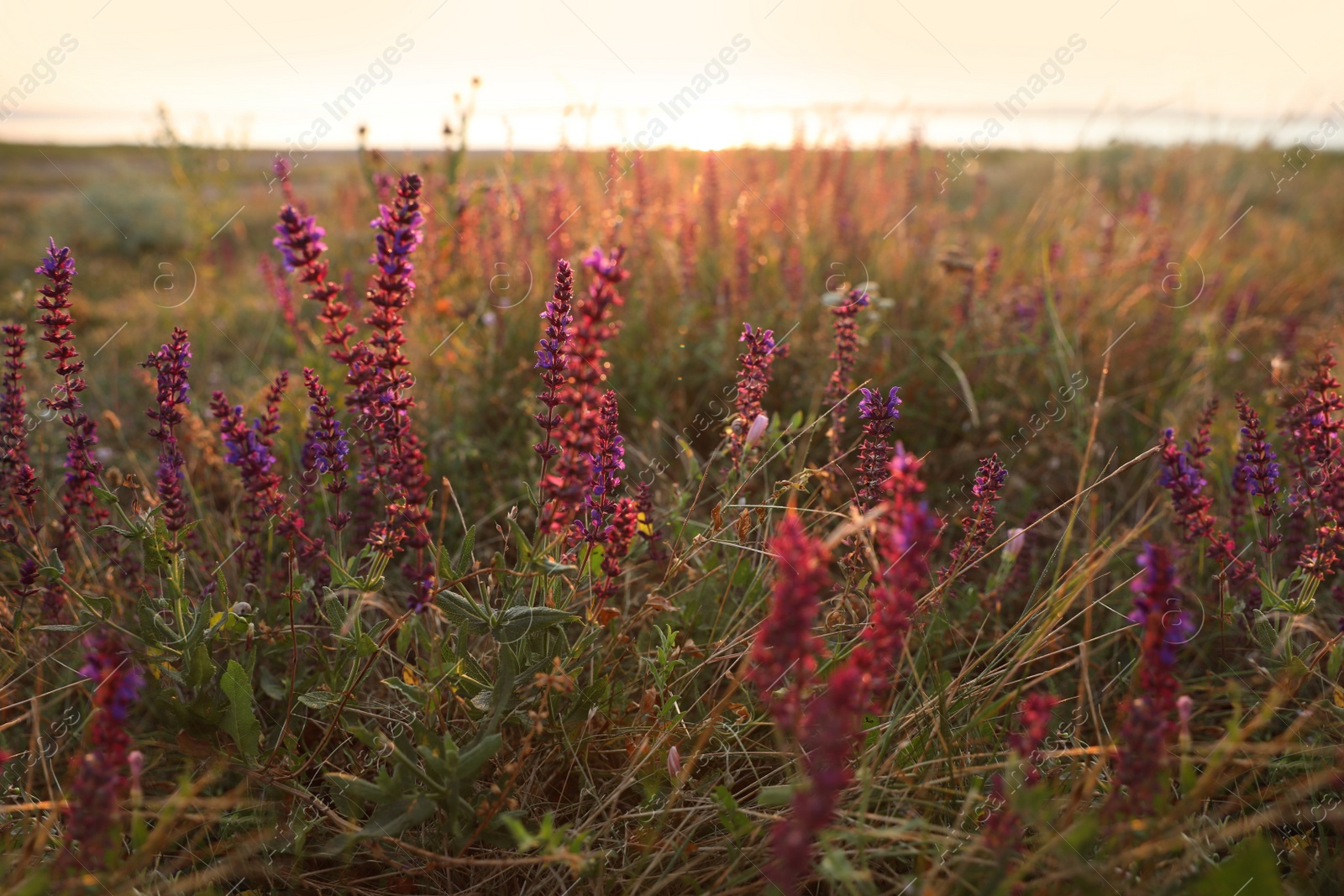 Photo of Beautiful wild flowers in field at sunrise. Early morning landscape