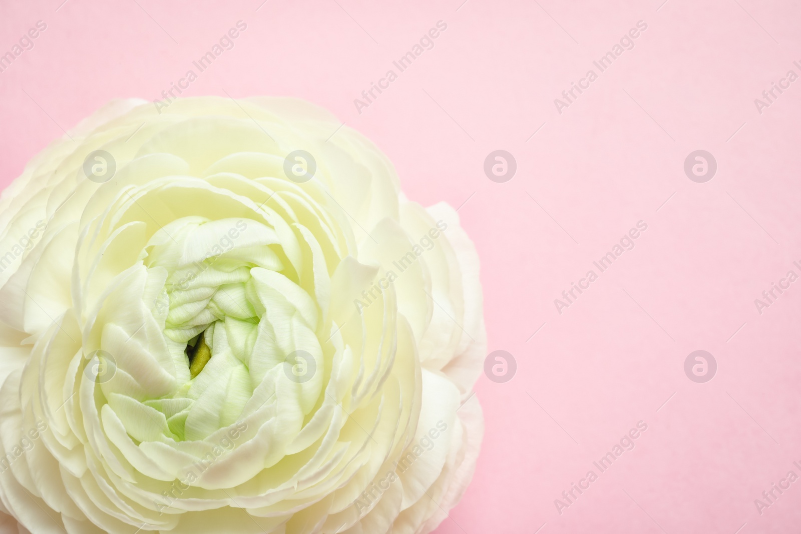 Photo of Beautiful ranunculus flower on color background