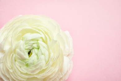 Photo of Beautiful ranunculus flower on color background