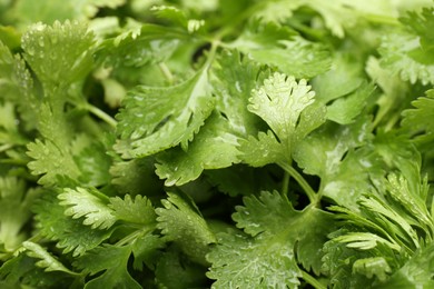 Photo of Fresh green coriander leaves as background, closeup