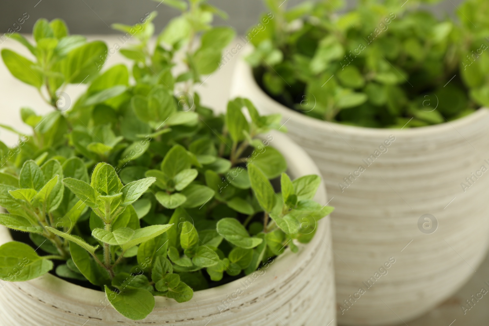 Photo of Aromatic green oregano growing in pots, closeup