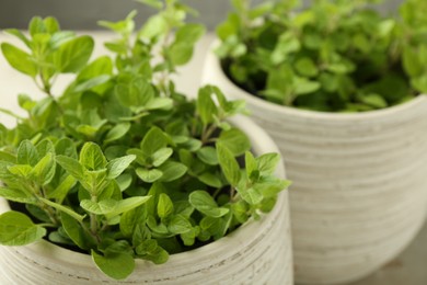 Aromatic green oregano growing in pots, closeup