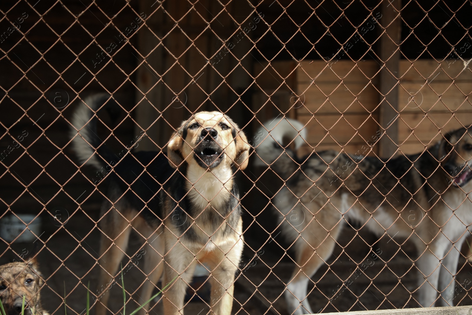 Photo of Cage with homeless dogs in animal shelter. Concept of volunteering