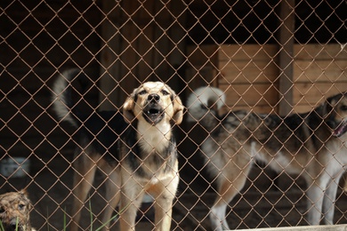 Cage with homeless dogs in animal shelter. Concept of volunteering