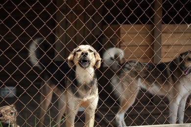 Photo of Cage with homeless dogs in animal shelter. Concept of volunteering