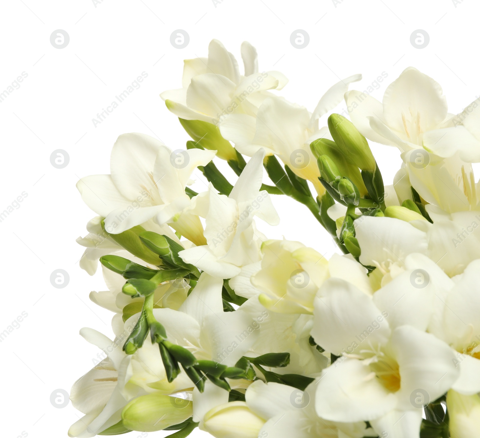 Photo of Beautiful freesia flowers on white background, closeup