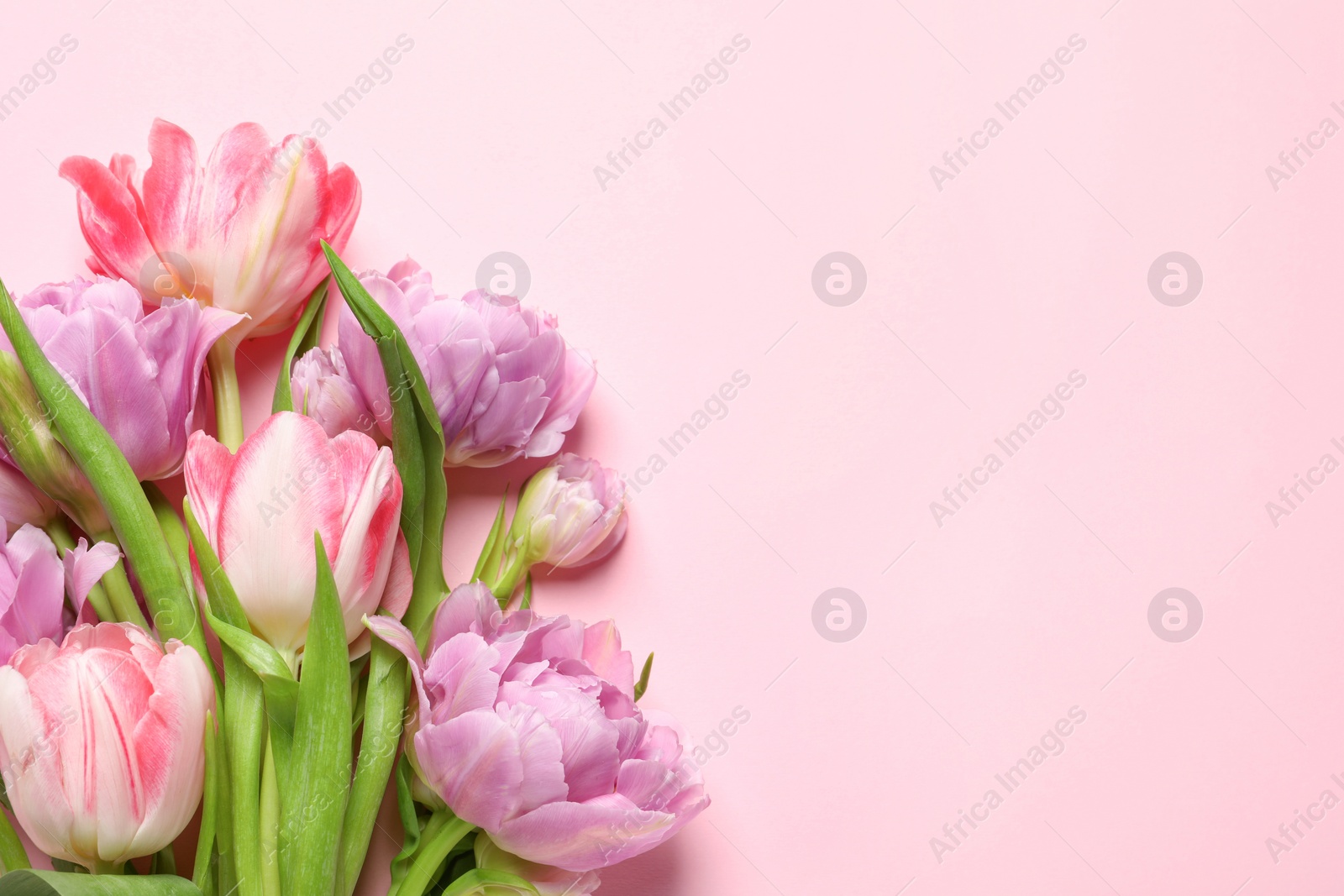 Photo of Beautiful colorful tulip flowers on pink background, top view. Space for text