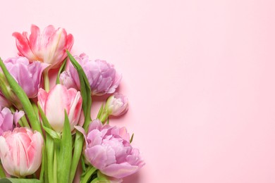 Beautiful colorful tulip flowers on pink background, top view. Space for text