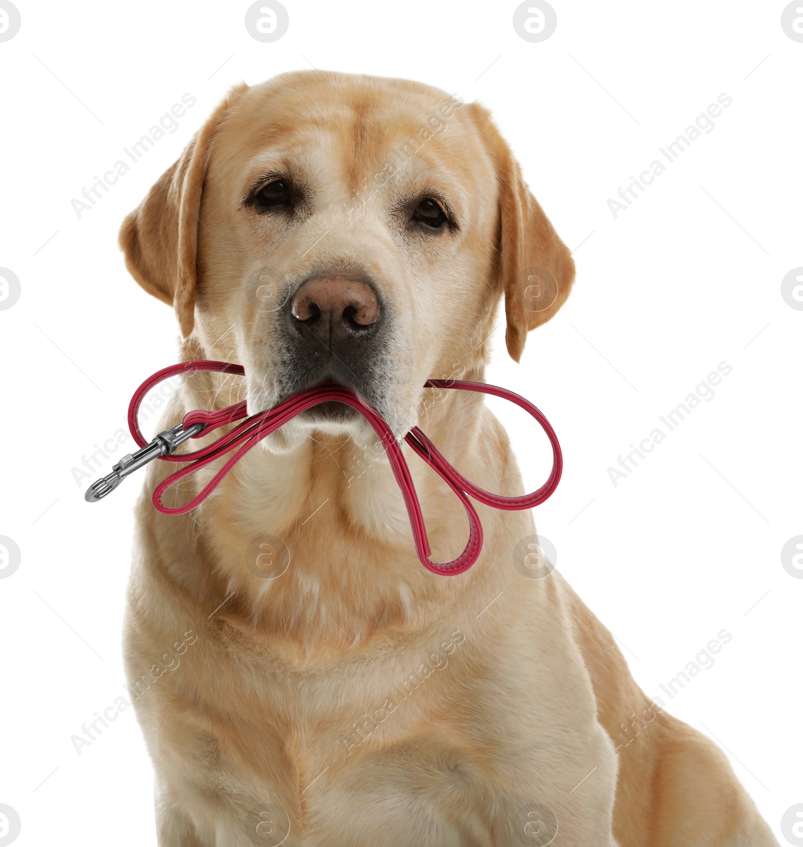 Image of Cute Labrador Retriever holding leash in mouth on white background
