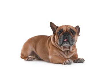 Photo of Cute French bulldog on white background. Funny pet