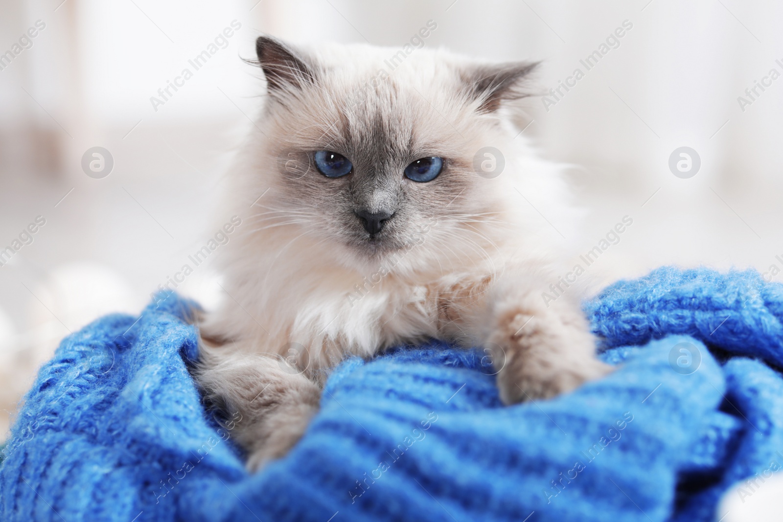 Photo of Cute cat lying on knitted sweater at home. Warm and cozy winter