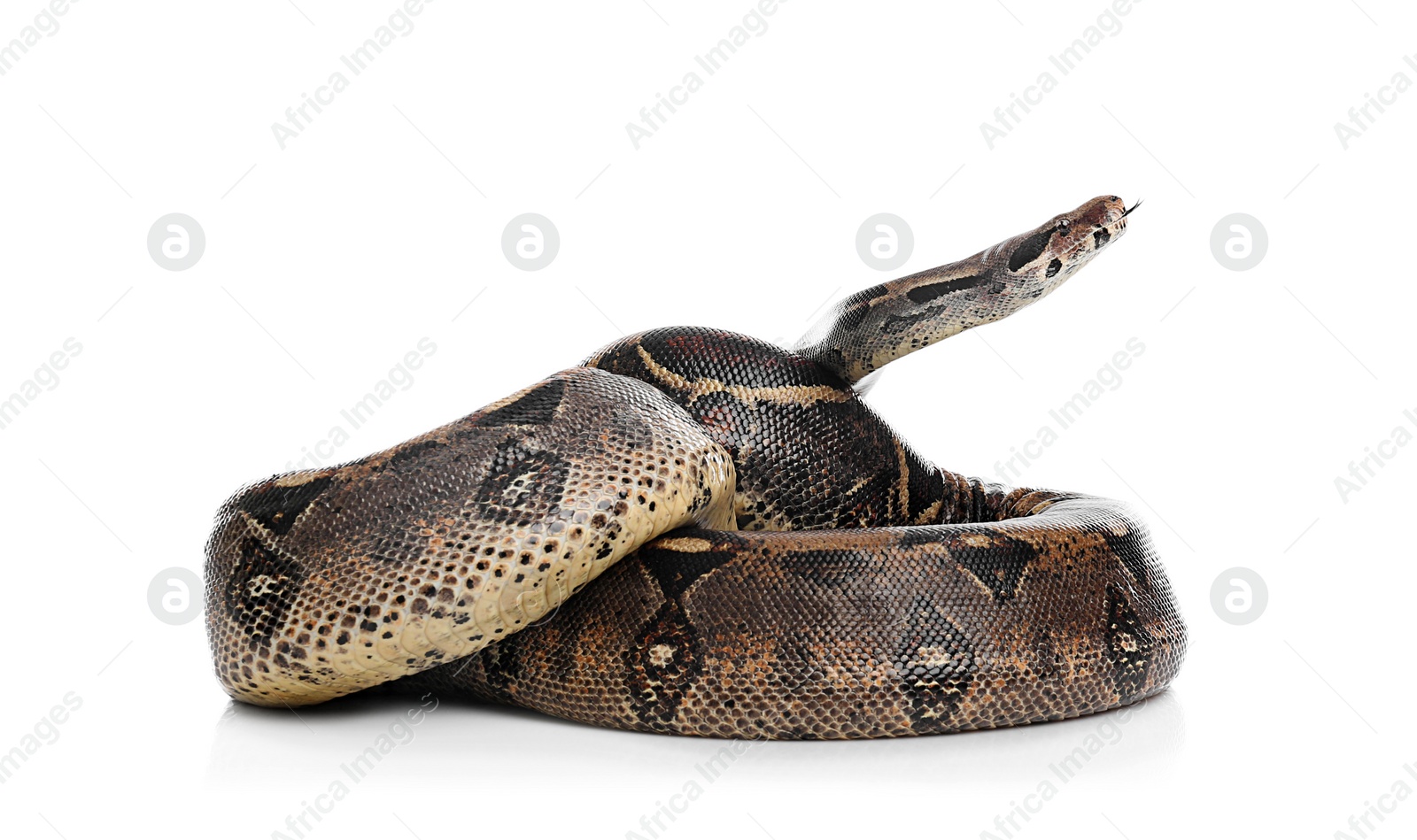 Photo of Brown boa constrictor on white background. Exotic snake