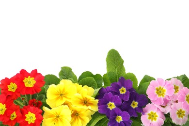 Photo of Beautiful primula (primrose) plants with colorful flowers on white background, top view. Spring blossom