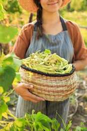 Photo of Woman holding fresh green beans in wicker basket outdoors on sunny day, closeup