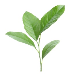 Photo of Fresh twig with green citrus leaves on white background