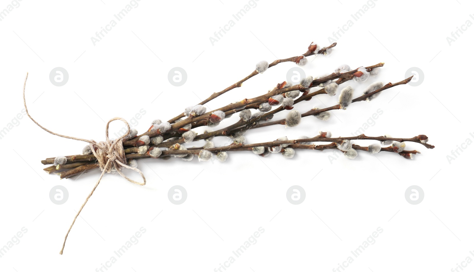 Photo of Beautiful blooming willow branches isolated on white