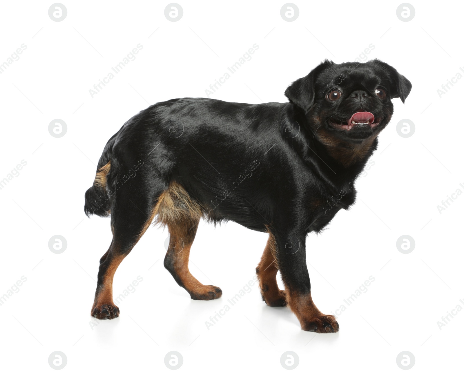 Photo of Adorable black Petit Brabancon dog standing on white background