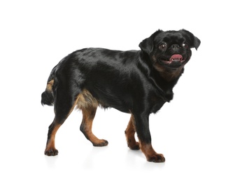 Adorable black Petit Brabancon dog standing on white background