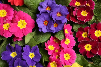 Beautiful primula (primrose) plants with colorful flowers as background, top view. Spring blossom