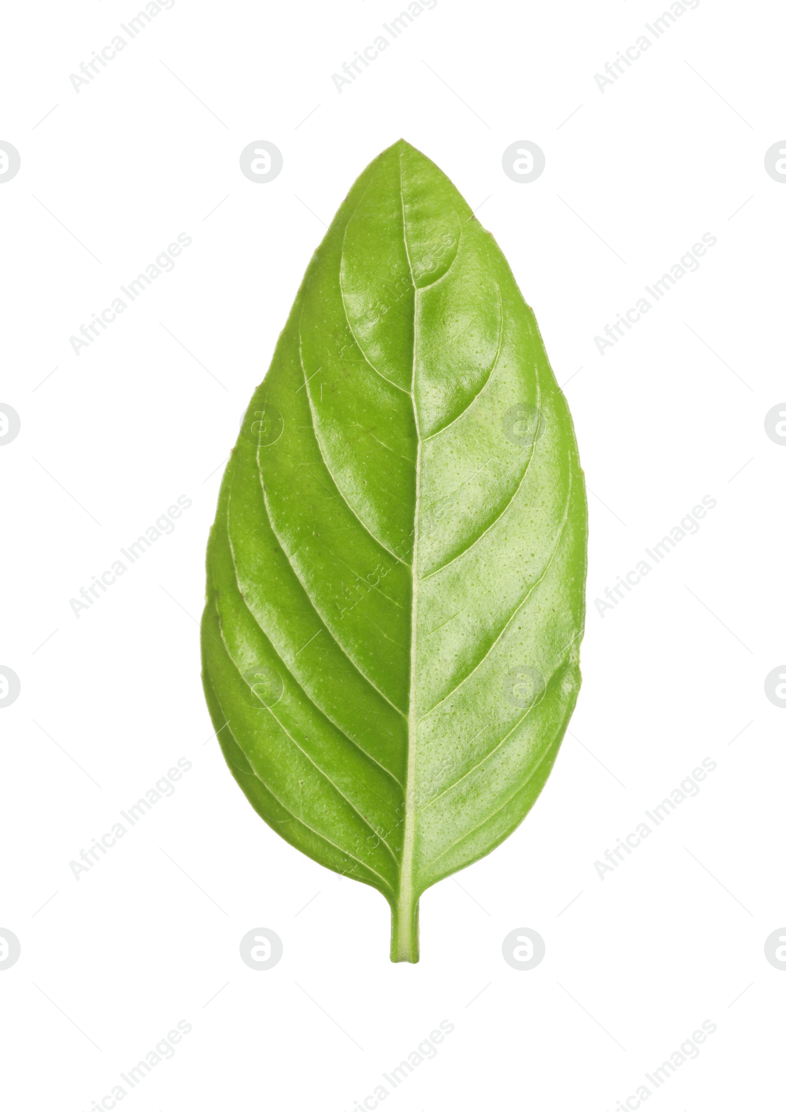 Photo of One green basil leaf isolated on white