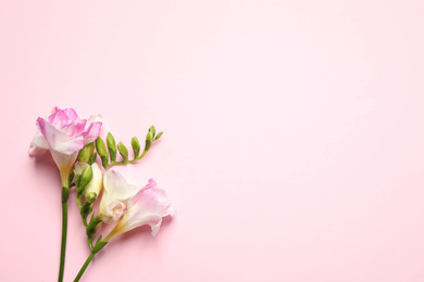 Photo of Beautiful blooming freesias on pink background, flat lay. Space for text