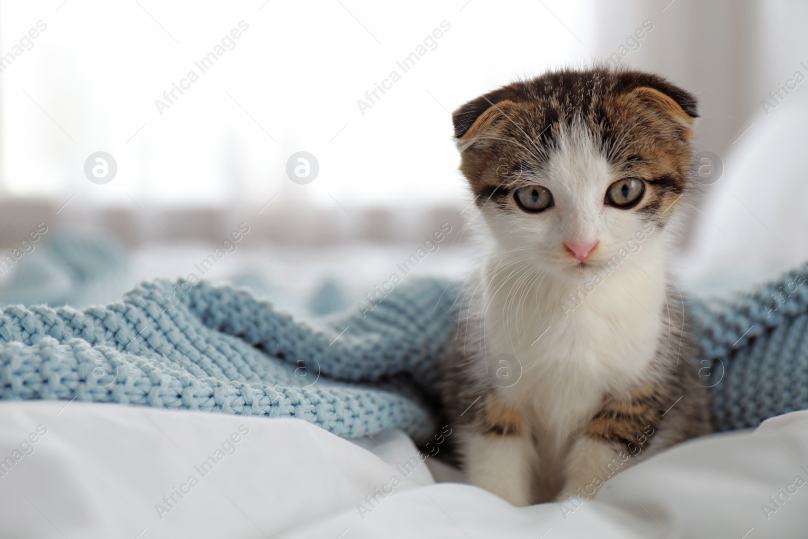 Photo of Adorable little kitten sitting on bed indoors. Space for text
