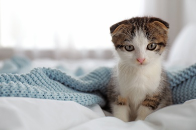 Photo of Adorable little kitten sitting on bed indoors. Space for text
