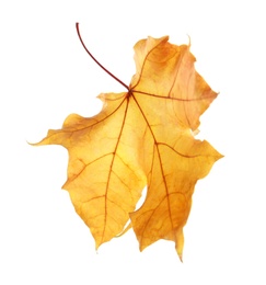 Photo of Beautiful autumn leaf on white background. Fall foliage