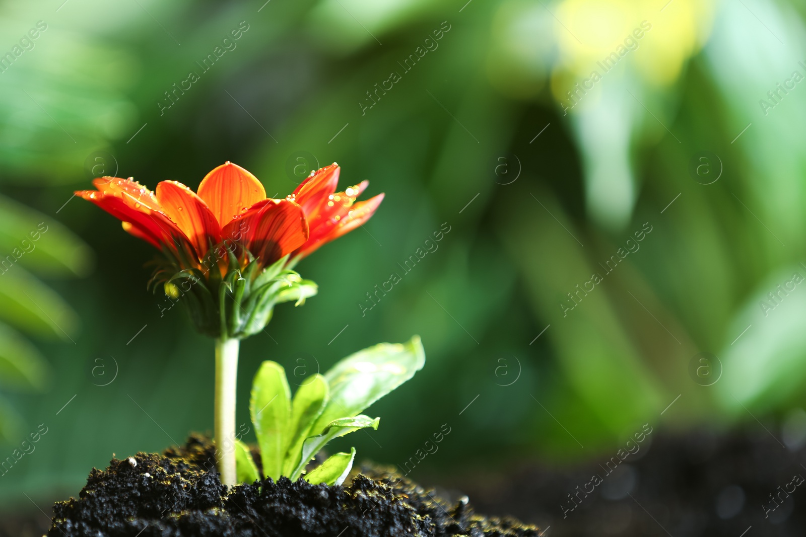 Photo of Fresh flower in fertile soil under rain, space for text