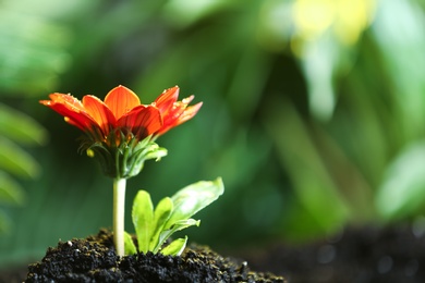 Photo of Fresh flower in fertile soil under rain, space for text