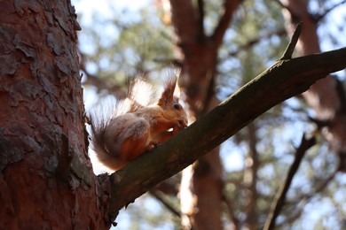 Photo of Cute red squirrel with nut on tree branch in forest