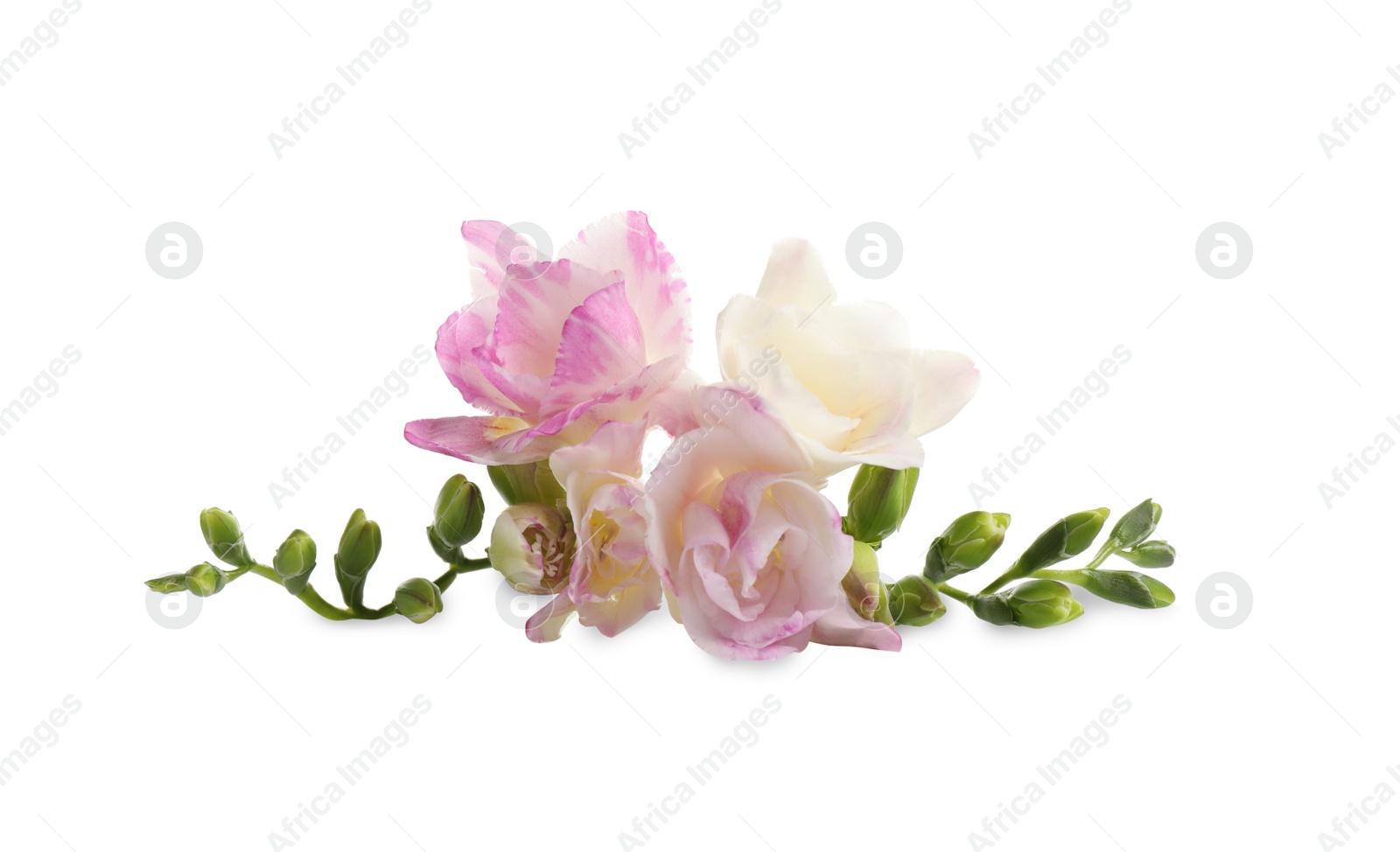 Photo of Beautiful tender freesia flower on white background