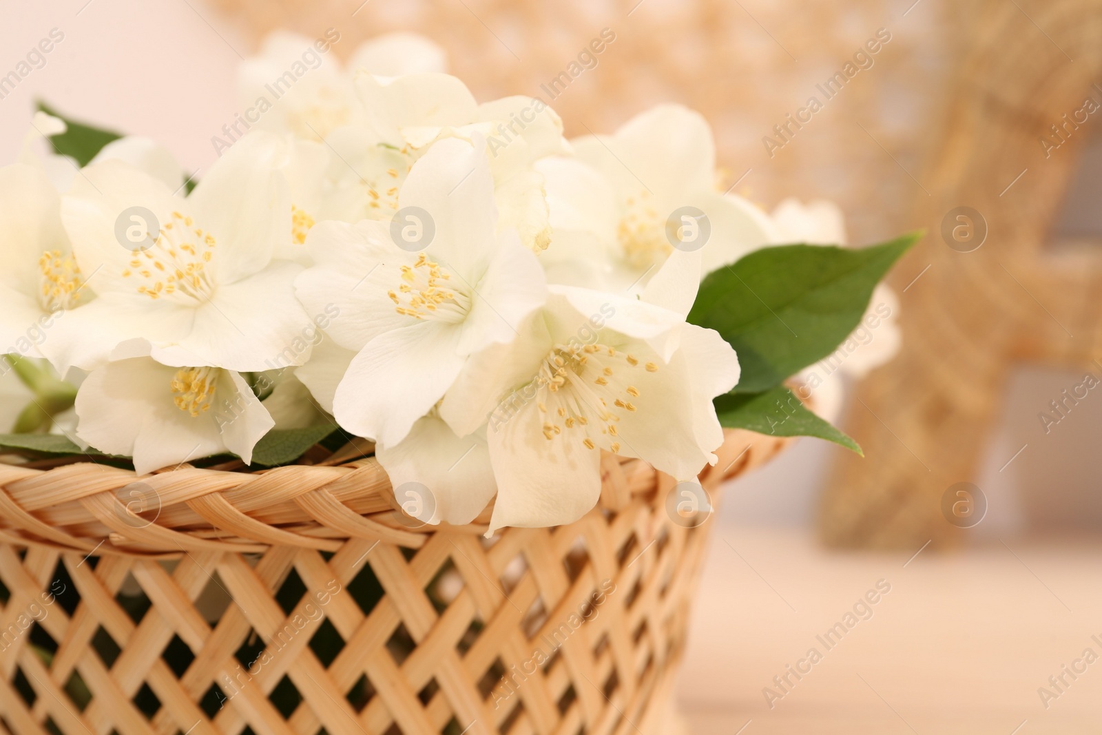 Photo of Beautiful jasmine flowers in wicker basket on table, closeup
