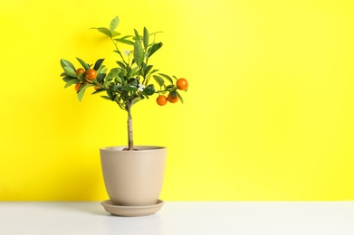 Photo of Citrus tree in pot on table against color background. Space for text