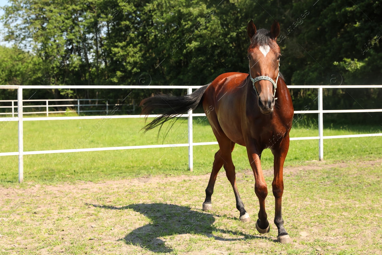 Photo of Bay horse in paddock on sunny day. Beautiful pet