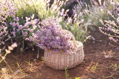 Photo of Basket with beautiful blooming lavender in field